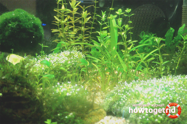 Как да се отървете от черните водорасли в аквариум