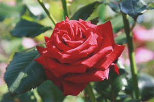 Как да отглеждаме роза от отрязано цвете
