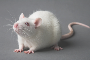 Hvordan ta vare på en rotte