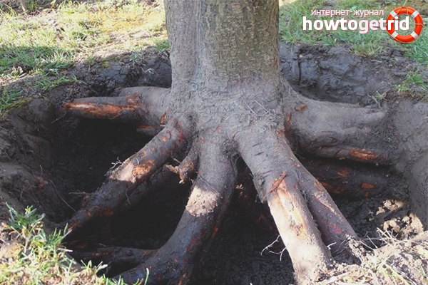 Как да се отървете от корените на дърветата