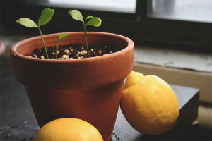 Come coltivare un limone