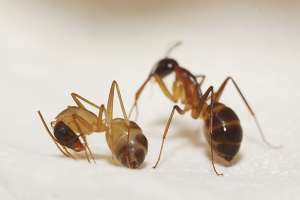Hvordan bli kvitt røde maur i en leilighet