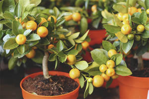 Comment prendre soin d'un arbre mandarine