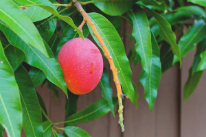 Hvordan dyrke mango fra frø