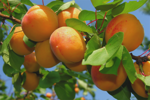 Hvordan dyrke aprikos fra frø