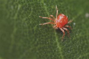 Hvordan bli kvitt en edderkoppmidd i et drivhus
