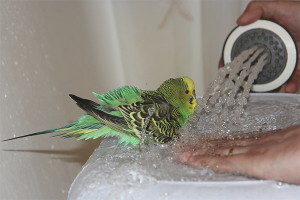 Как да къпем пъпки