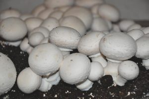 Hvordan dyrke champignon