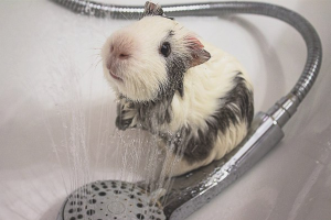 Как да къпем морско свинче