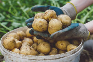 Как да отглеждаме добра реколта от картофи
