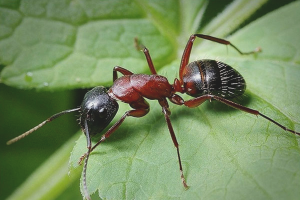 Как да се справим с мравки в градината