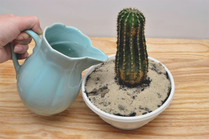 Hvordan vanne en kaktus