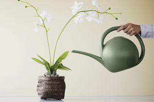 Как да поливаме орхидея