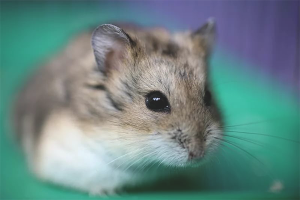 Com tenir cura d’un hamster jungarik