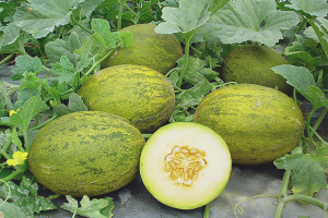 Com es cultiven melons en terreny obert
