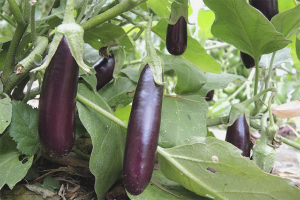 Hvordan dyrke aubergine i åpen mark
