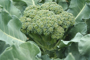 Hvordan dyrke brokkoli i hagen