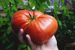 Hvordan dyrke store tomater