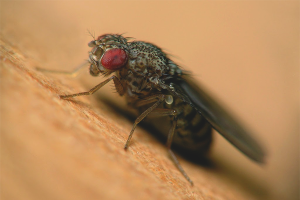 Как да се отървете от Drosophila в апартамент