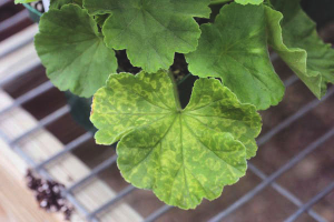 Hvorfor blir pelargonium gule og tørre