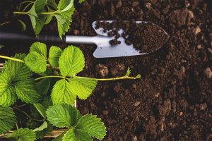Как да подготвим почвата за засаждане на ягоди