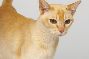 Цейлонска котка