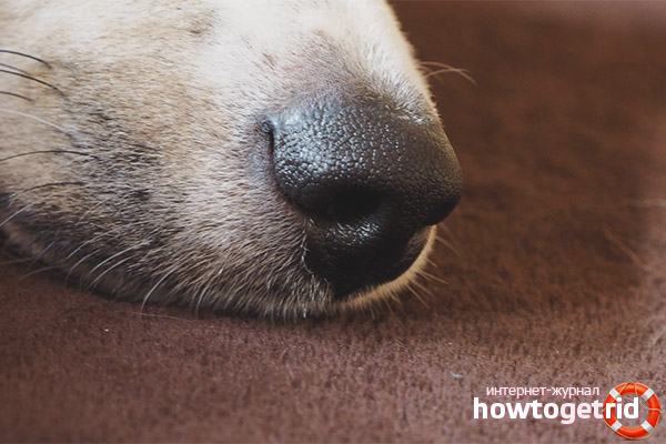 Les principales causes d'un nez sec et chaud chez un chien