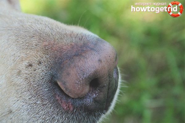 En aquests casos, un nas calent indica la malaltia d'un gos