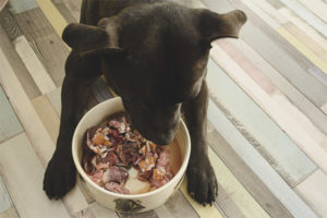 Comment nourrir un chien avec de la nourriture naturelle