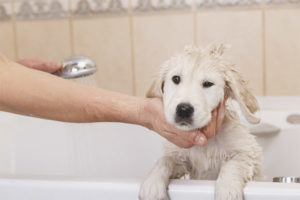 Un chien peut-il être lavé après la vaccination?