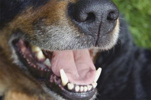 Hvorfor lukter hunden dårlig ånde