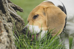Кучето яде трева на открито