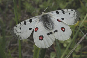 Пеперуда Аполон