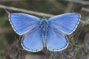 Lycaenidae farfalla