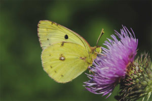 Papillon citronnelle
