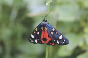 Farfalla Dipper