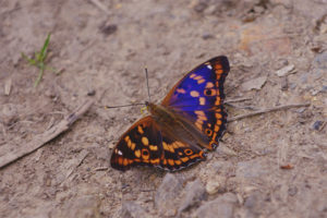 Butterfly Moth