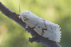 Papillon de vers à soie