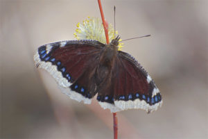 Papillon en deuil