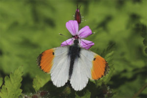 Farfalla Alba