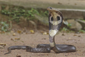 Spektakulær slange