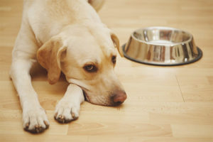 Allergia al cibo per cani