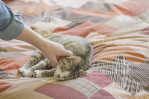 Come svezzare un gatto per scrivere su un letto