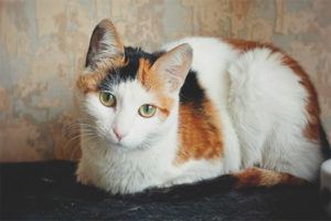 Tricolor katt