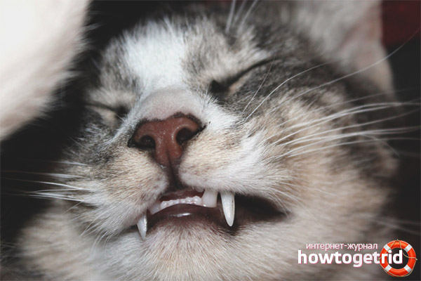 Katt som gnister tennene