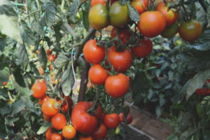 Japansk tomat dverg