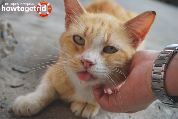 Prevenció de la salivació en gats